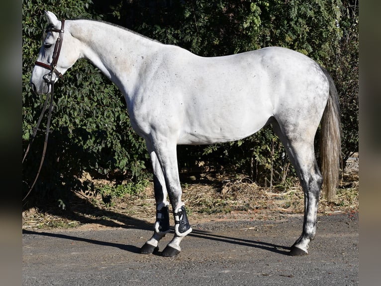 Mecklenburger warmbloed Merrie 6 Jaar 162 cm Schimmel in Geilenkirchen
