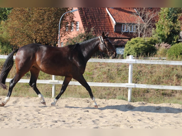 Mecklenburger warmbloed Merrie 6 Jaar 162 cm Zwartbruin in Ziethen