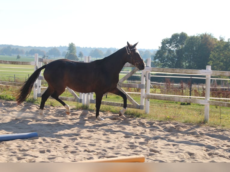 Mecklenburger warmbloed Merrie 6 Jaar 162 cm Zwartbruin in Ziethen