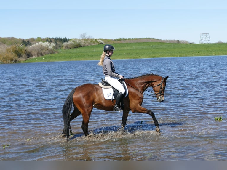 Mecklenburger warmbloed Merrie 6 Jaar 164 cm Bruin in Ganschow