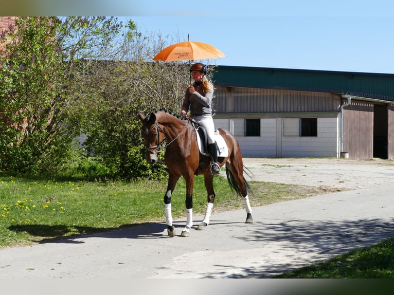 Mecklenburger warmbloed Merrie 6 Jaar 164 cm Bruin in Ganschow