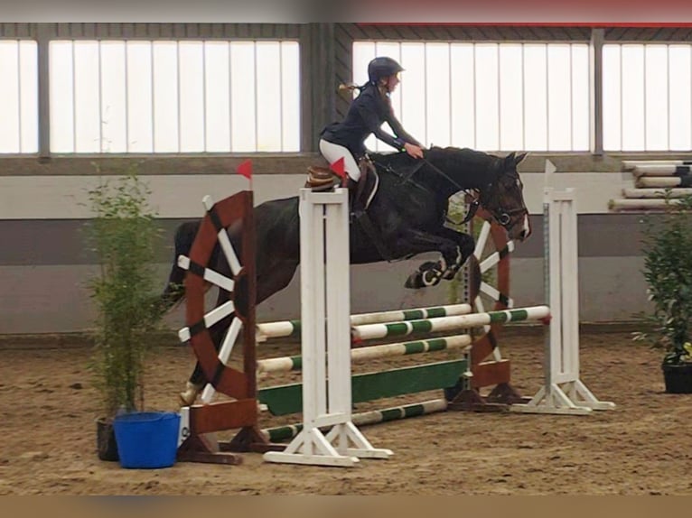 Mecklenburger warmbloed Merrie 6 Jaar 165 cm Donkerbruin in Braunschweig
