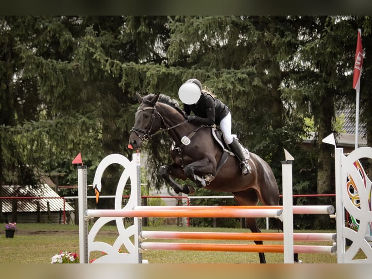 Mecklenburger warmbloed Merrie 6 Jaar 166 cm Donkerbruin in Polzow