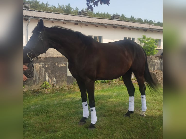 Mecklenburger warmbloed Merrie 6 Jaar 167 cm Zwart in Warlitz OT Goldenitz
