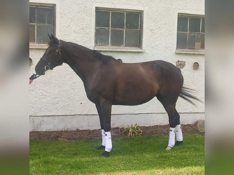 Mecklenburger warmbloed Merrie 6 Jaar 167 cm Zwart in Warlitz OT Goldenitz