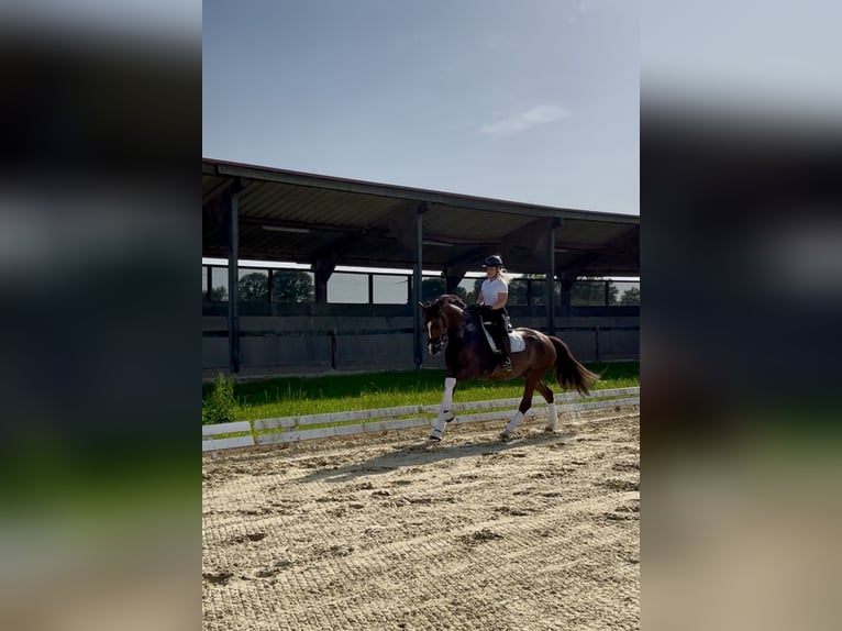 Mecklenburger warmbloed Merrie 6 Jaar 168 cm Vos in Bremen