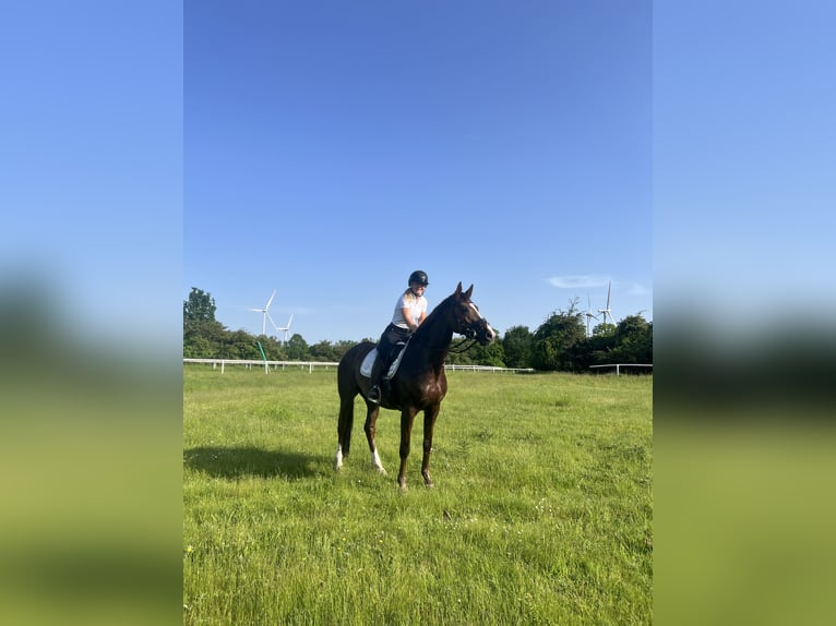 Mecklenburger warmbloed Merrie 6 Jaar 168 cm Vos in Bremen