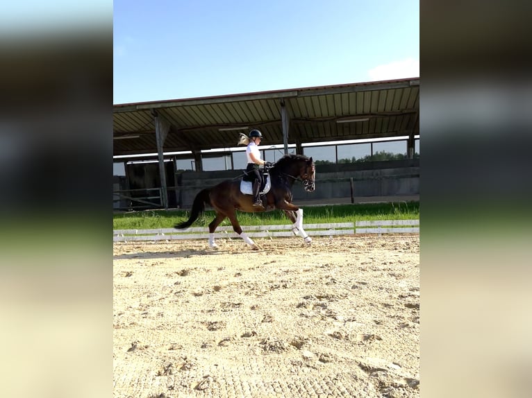 Mecklenburger warmbloed Merrie 6 Jaar 168 cm Vos in Bremen