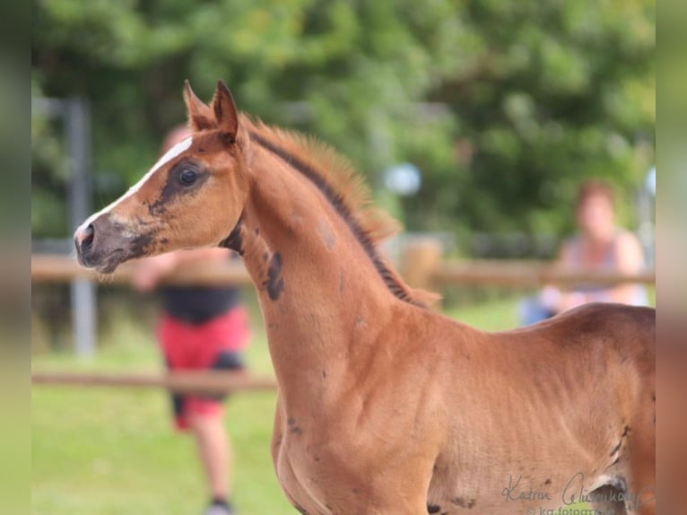 Mecklenburger warmbloed Merrie 6 Jaar 169 cm Vos in Bremen