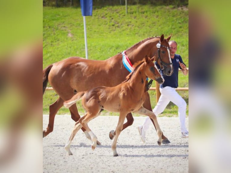 Mecklenburger warmbloed Merrie 6 Jaar 169 cm Vos in Bremen