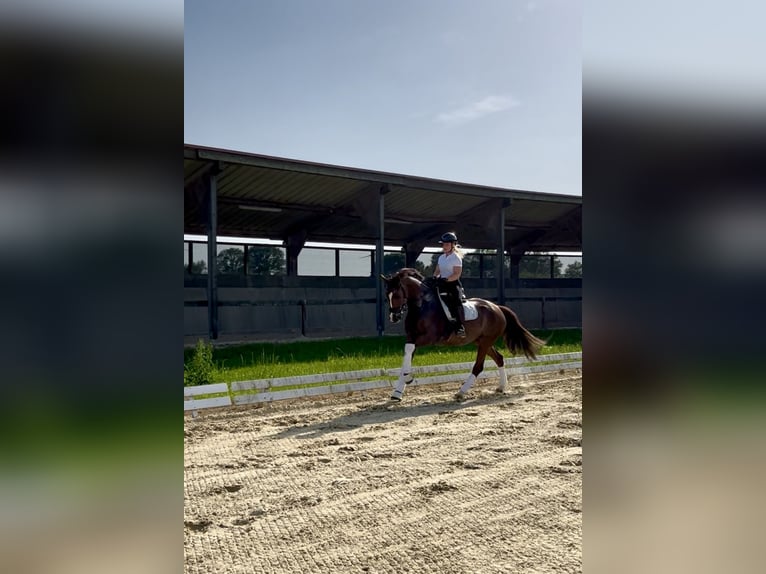 Mecklenburger warmbloed Merrie 6 Jaar 169 cm Vos in Bremen