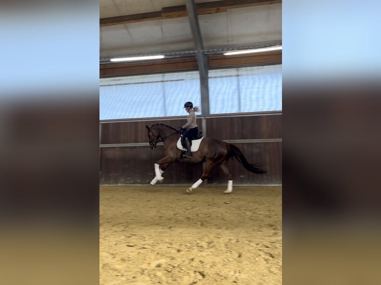 Mecklenburger warmbloed Merrie 6 Jaar 169 cm Vos in Bremen