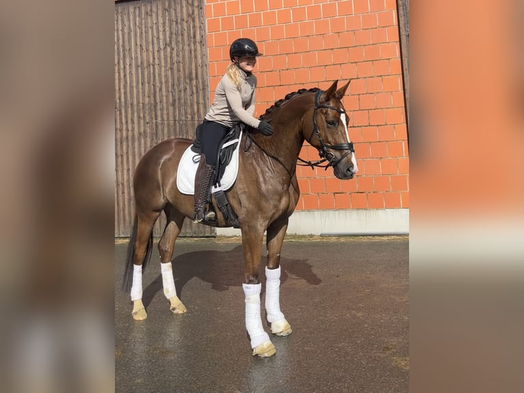 Mecklenburger warmbloed Merrie 6 Jaar 169 cm Vos in Bremen
