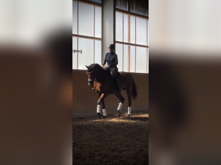 Mecklenburger warmbloed Merrie 6 Jaar 170 cm Bruin in Damm