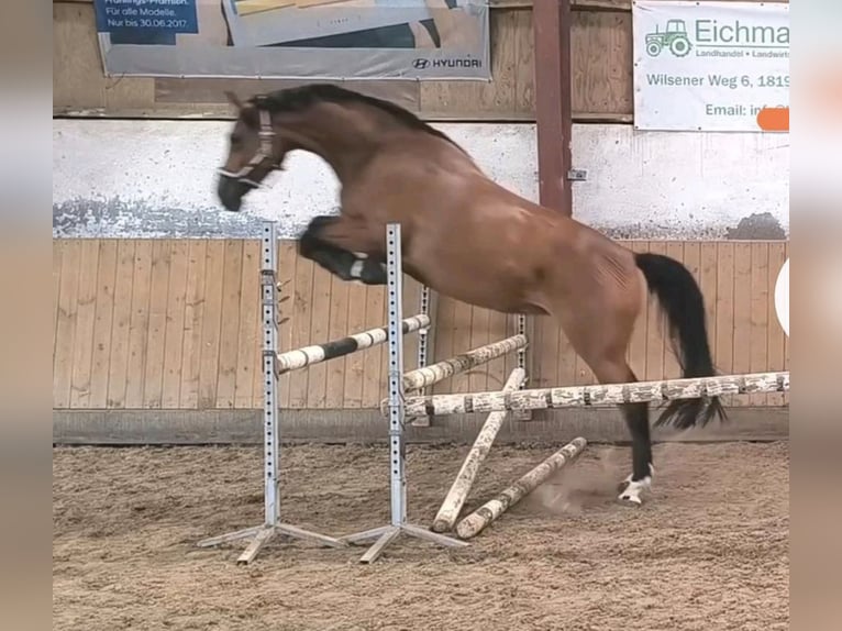Mecklenburger warmbloed Merrie 6 Jaar 170 cm Bruin in Rostock
