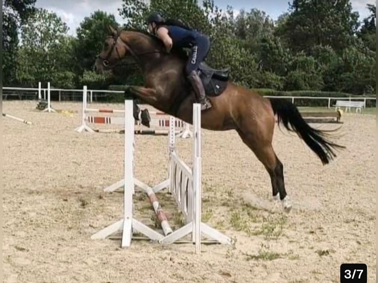 Mecklenburger warmbloed Merrie 6 Jaar 170 cm Bruin in Rostock