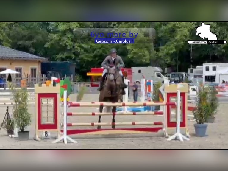 Mecklenburger warmbloed Merrie 6 Jaar 173 cm Schimmel in Gadow