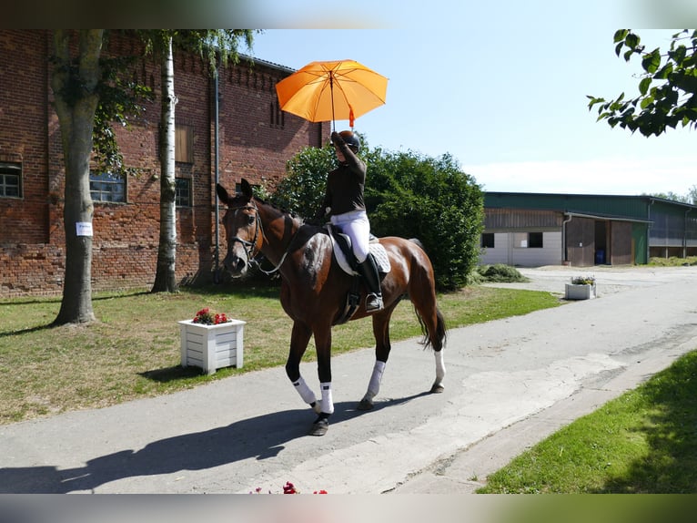 Mecklenburger warmbloed Merrie 6 Jaar 177 cm Bruin in Ganschow