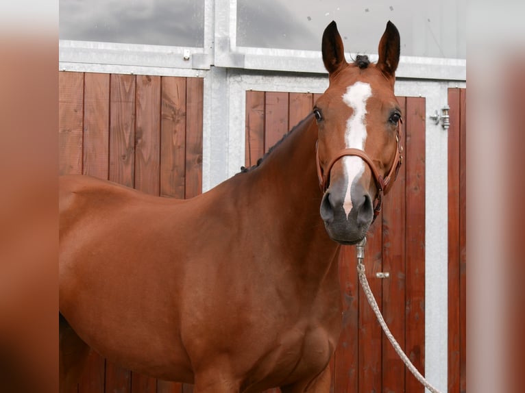 Mecklenburger warmbloed Merrie 7 Jaar 163 cm  in Dorsten