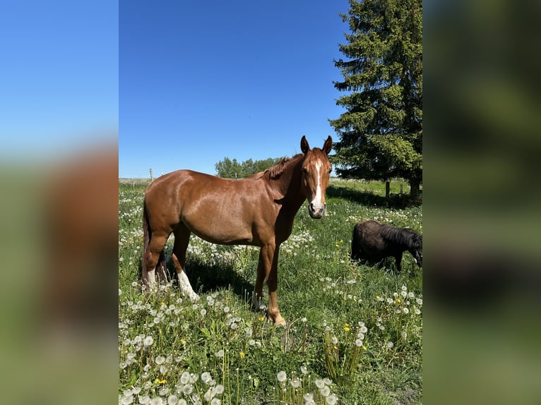 Mecklenburger warmbloed Merrie 7 Jaar 164 cm Vos in Rostock