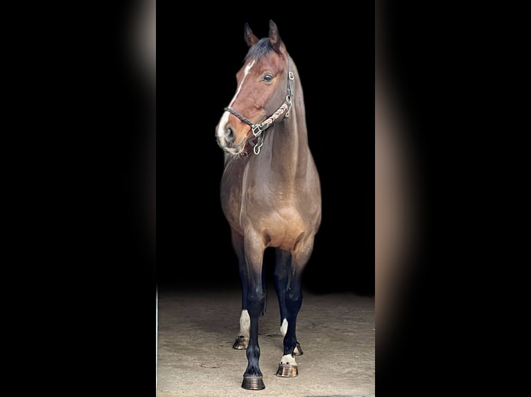 Mecklenburger warmbloed Merrie 7 Jaar 165 cm Bruin in Viernheim