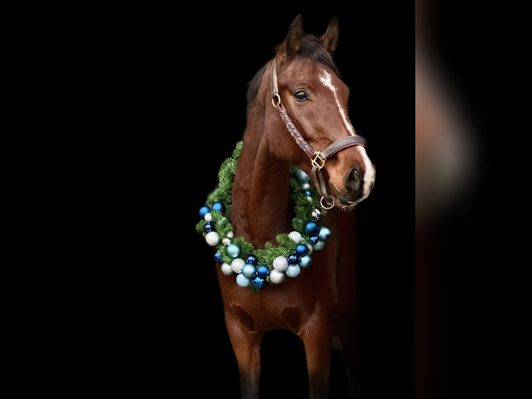 Mecklenburger warmbloed Merrie 7 Jaar 165 cm Bruin in Viernheim