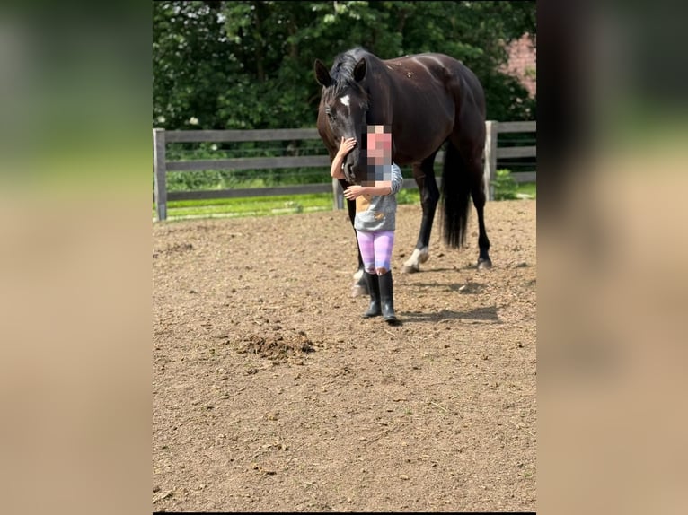 Mecklenburger warmbloed Merrie 7 Jaar 165 cm Zwart in Greifswald