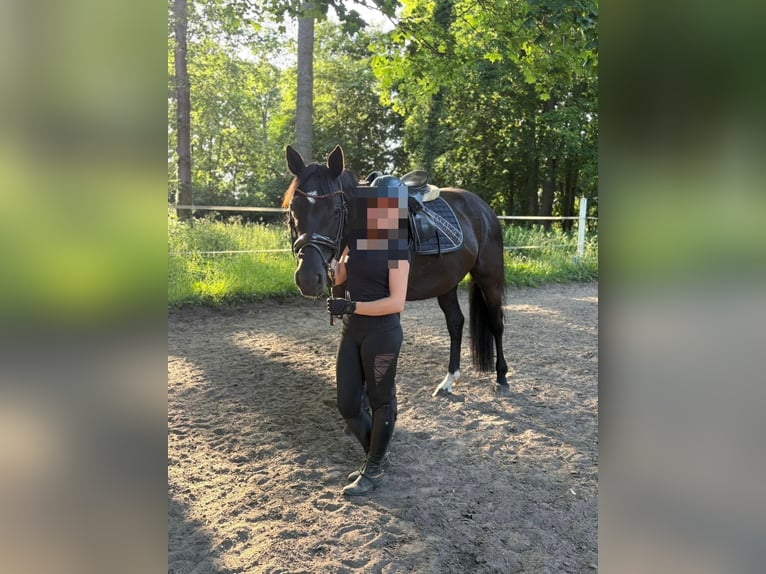 Mecklenburger warmbloed Merrie 7 Jaar 165 cm Zwart in Greifswald