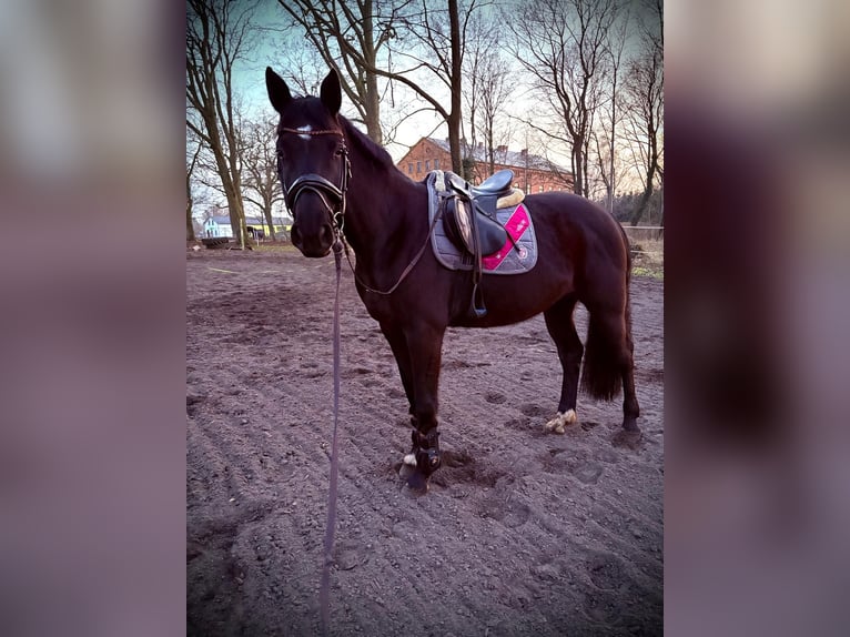 Mecklenburger warmbloed Merrie 7 Jaar 165 cm Zwart in Greifswald