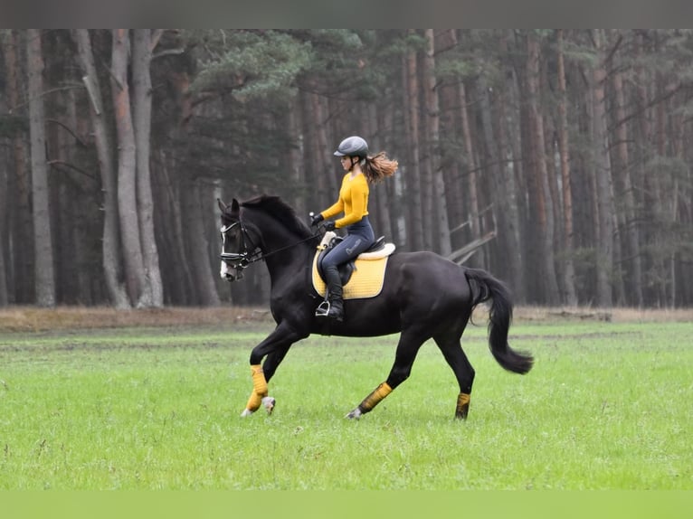 Mecklenburger warmbloed Merrie 7 Jaar 166 cm Zwartbruin in Handorf