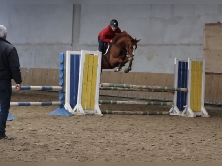 Mecklenburger warmbloed Merrie 7 Jaar 167 cm Vos in Herford