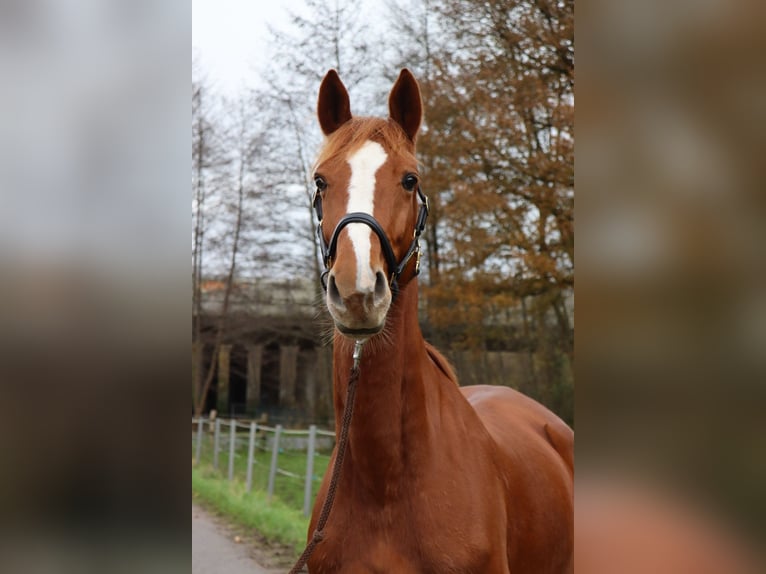 Mecklenburger warmbloed Merrie 7 Jaar 167 cm Vos in Herford