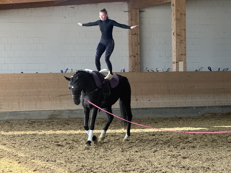 Mecklenburger warmbloed Merrie 7 Jaar 168 cm Zwart in Ganschow