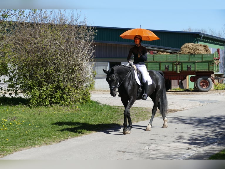 Mecklenburger warmbloed Merrie 7 Jaar 168 cm Zwart in Ganschow