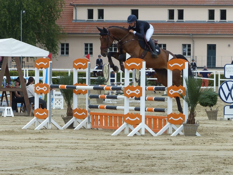 Mecklenburger warmbloed Merrie 7 Jaar 178 cm Donkerbruin in Jülich