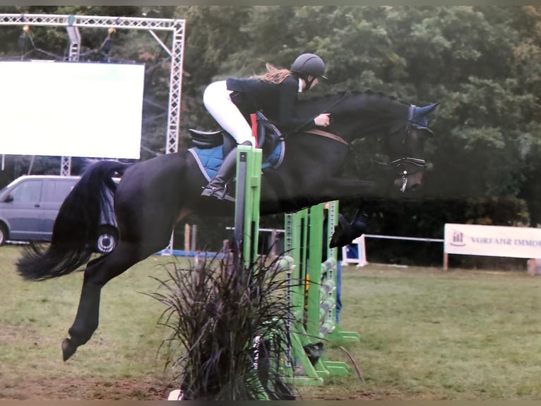 Mecklenburger warmbloed Merrie 8 Jaar 163 cm Zwartbruin in Danewitz