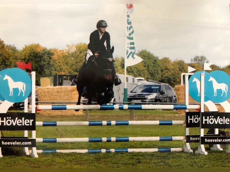 Mecklenburger warmbloed Merrie 8 Jaar 163 cm Zwartbruin in Danewitz