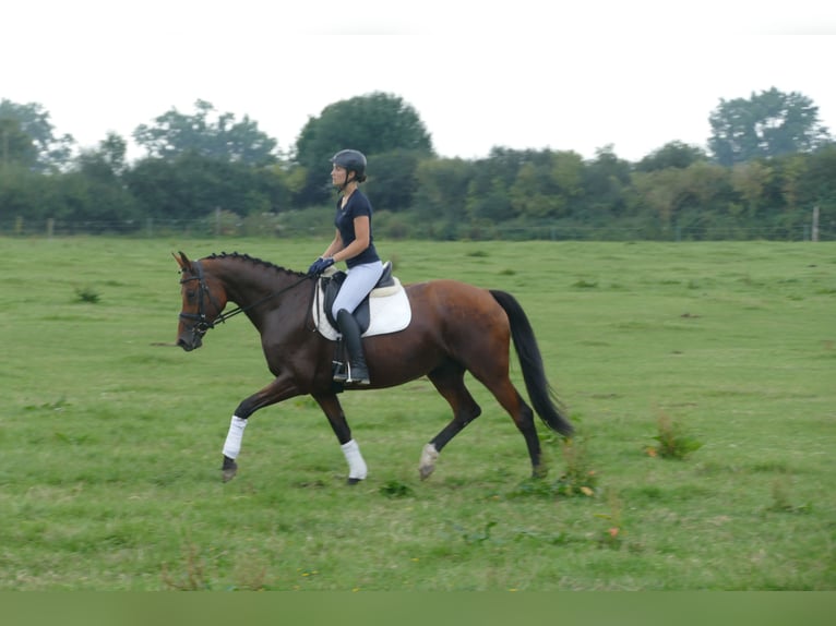Mecklenburger warmbloed Merrie 8 Jaar 167 cm Bruin in Ganschow