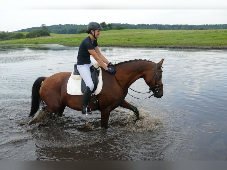 Mecklenburger warmbloed Merrie 8 Jaar 167 cm Bruin in Ganschow
