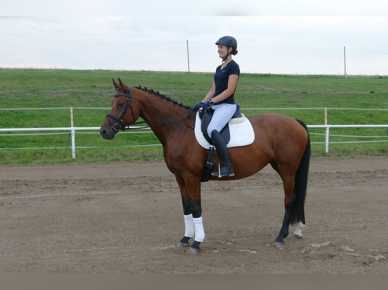 Mecklenburger warmbloed Merrie 8 Jaar 167 cm Bruin in Ganschow