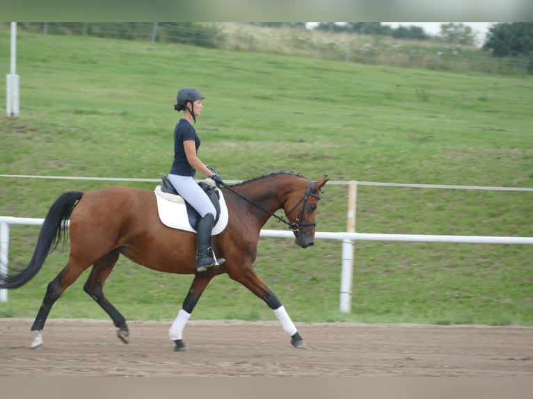 Mecklenburger warmbloed Merrie 8 Jaar 167 cm Bruin in Ganschow