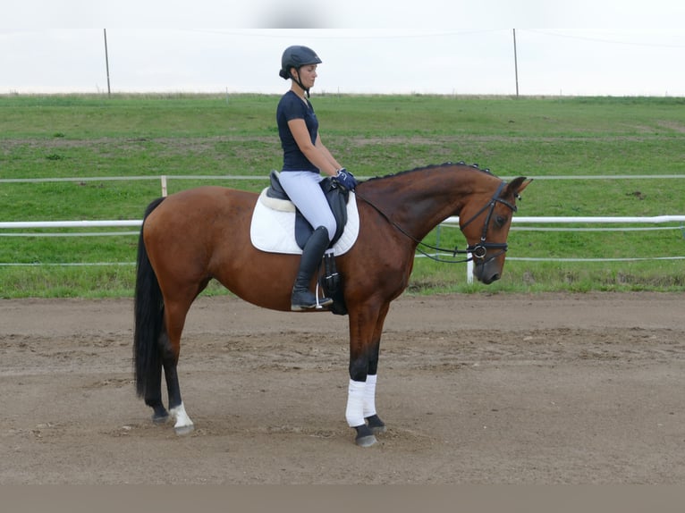 Mecklenburger warmbloed Merrie 8 Jaar 167 cm Bruin in Ganschow
