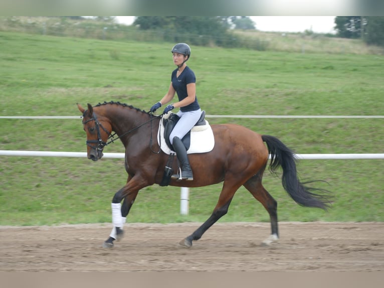 Mecklenburger warmbloed Merrie 8 Jaar 167 cm Bruin in Ganschow