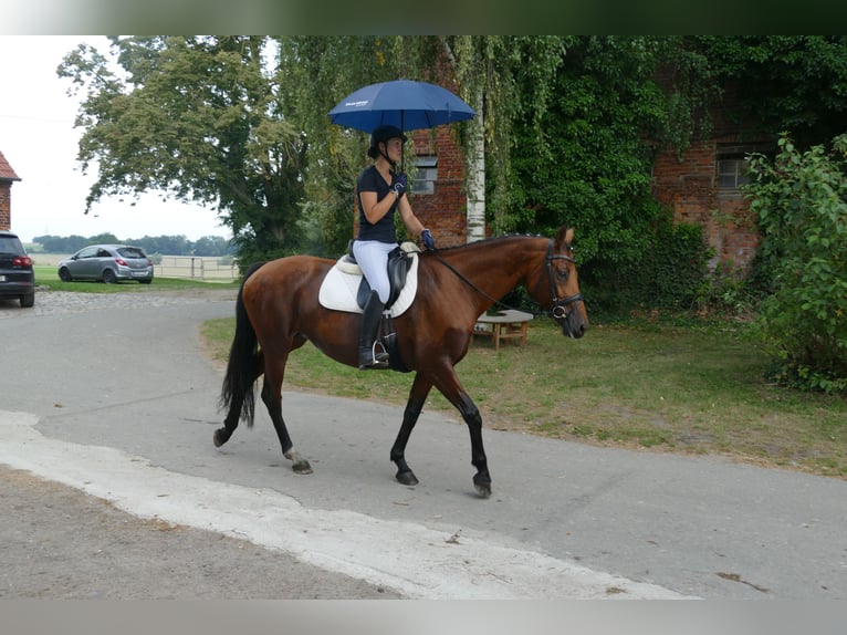 Mecklenburger warmbloed Merrie 8 Jaar 167 cm Bruin in Ganschow