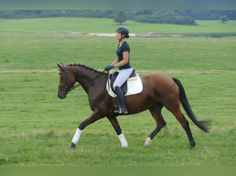 Mecklenburger warmbloed Merrie 8 Jaar 167 cm Bruin in Ganschow