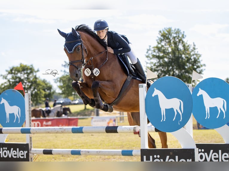 Mecklenburger warmbloed Merrie 8 Jaar 169 cm Bruin in Kuhlen-Wendorf