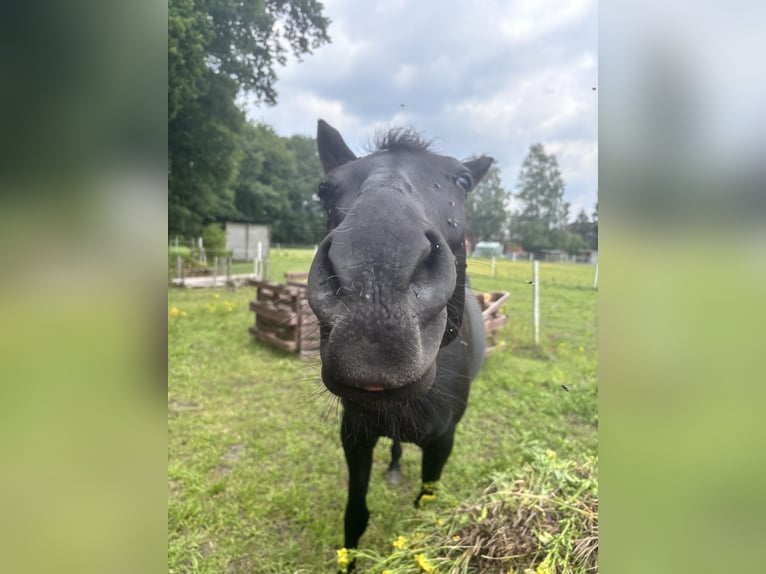 Mecklenburger warmbloed Merrie 9 Jaar 158 cm Zwart in Winsen (Luhe)