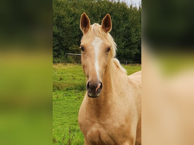 Mecklenburger warmbloed Merrie 9 Jaar 165 cm Palomino in Seester