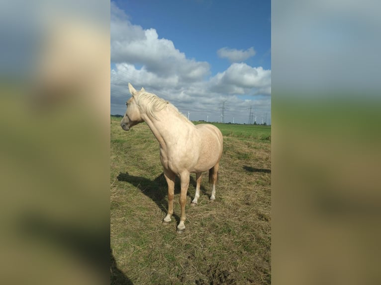 Mecklenburger warmbloed Merrie 9 Jaar 165 cm Palomino in Seester