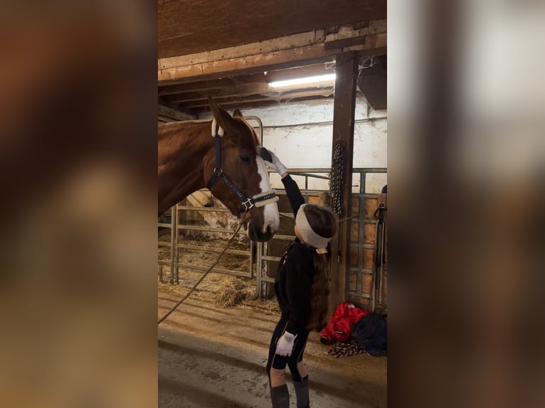 Mecklenburger warmbloed Merrie 9 Jaar 165 cm Vos in Bettingen